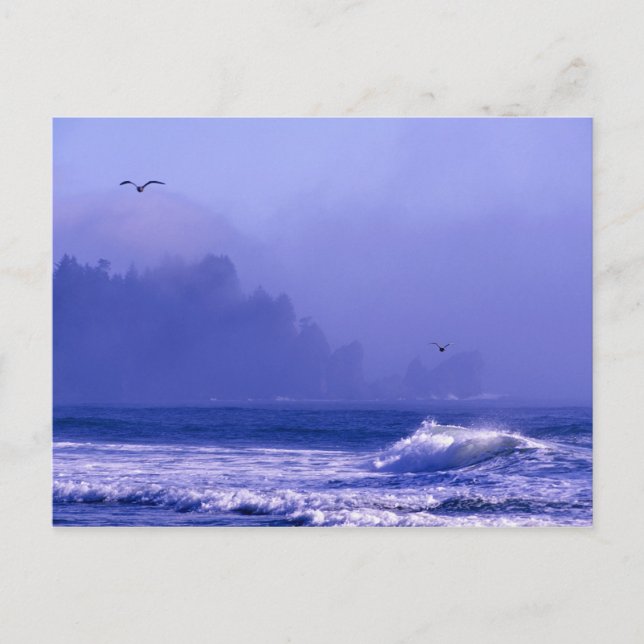 USA, Washington, Olympic National Park. Fog Postcard (Front)