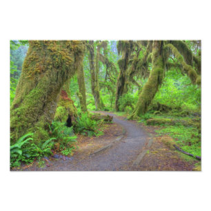 USA, Washington, Olympic National Park, Hoh Photo Print