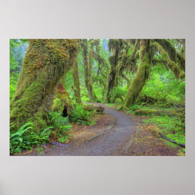USA, Washington, Olympic National Park, Hoh Poster (Front)