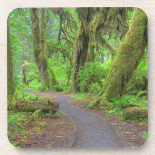 USA, Washington, Olympic National Park, Hoh Rain Coaster