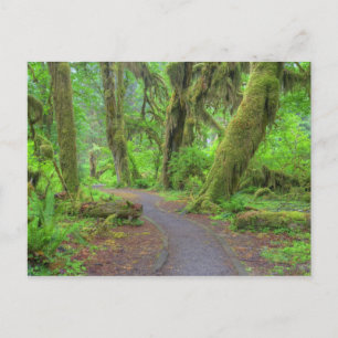 USA, Washington, Olympic National Park, Hoh Rain Postcard
