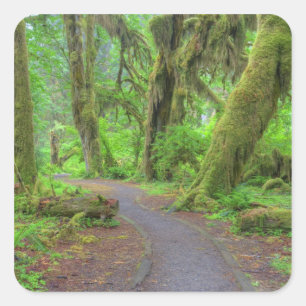 USA, Washington, Olympic National Park, Hoh Rain Square Sticker