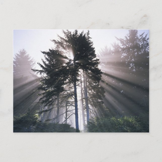 USA, Washington, Olympic National Park, Morning Postcard (Front)