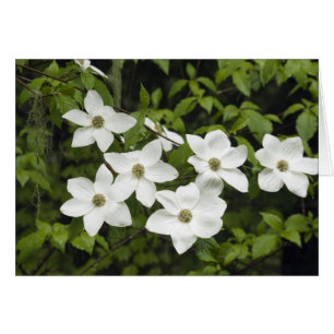 USA, Washington, Pacific Dogwood, Cornus