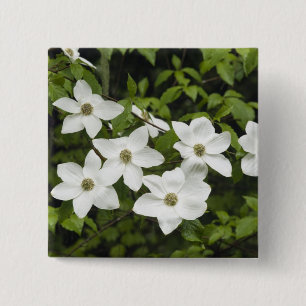 USA, Washington, Pacific Dogwood, Cornus 2 Inch Square Button