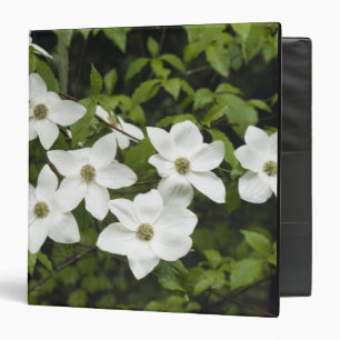 USA, Washington, Pacific Dogwood, Cornus Binder