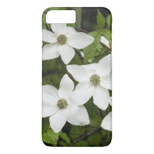 USA, Washington, Pacific Dogwood, Cornus iPhone 8 Plus/7 Plus Case