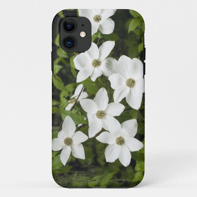 USA, Washington, Pacific Dogwood, Cornus Case-Mate iPhone Case (Back)