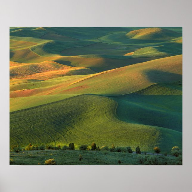 USA, Washington, Palouse, Whitman County Poster (Front)