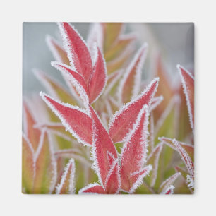 USA, Washington, Seabeck. Close-up of frost on Magnet