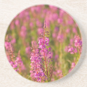 USA, Washington, Seattle, Discovery Park 3 Coaster