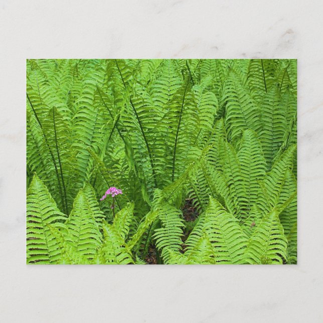 USA, Washington, Seattle, Washington Park Postcard (Front)