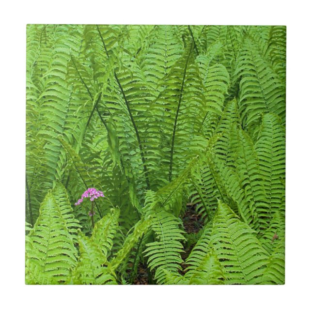 USA, Washington, Seattle, Washington Park Tile (Front)