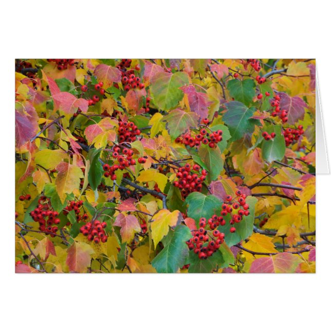 USA, Washington, Spokane County, Hawthorn Leaves 2 (Front Horizontal)