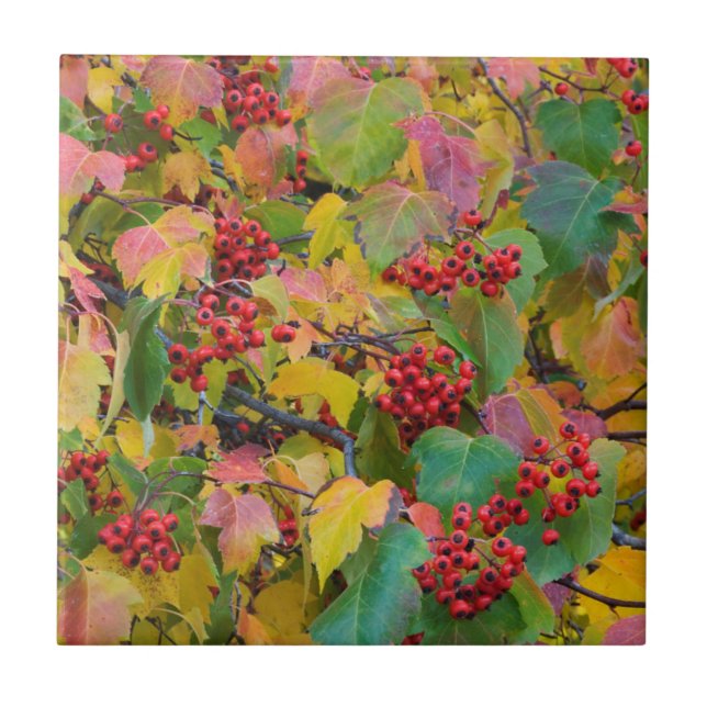USA, Washington, Spokane County, Hawthorn Leaves 2 Tile (Front)
