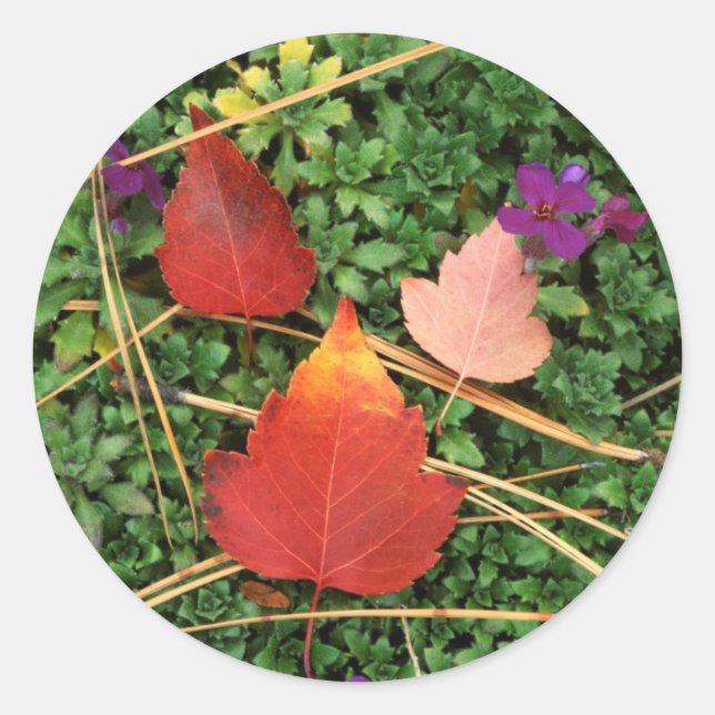 USA, Washington, Spokane County, Hawthorn Leaves 3 Classic Round Sticker (Front)