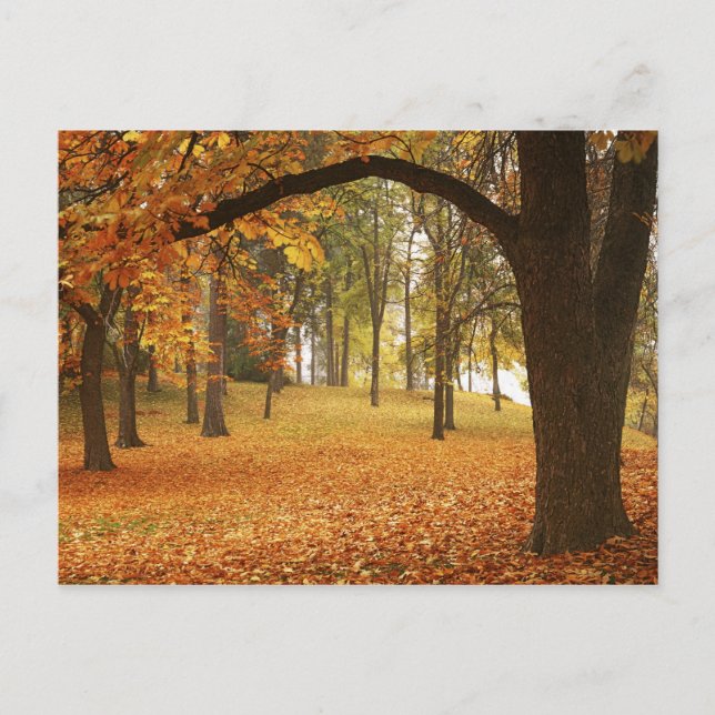 USA, Washington, Spokane, Manito Park, Autumn 2 Postcard (Front)