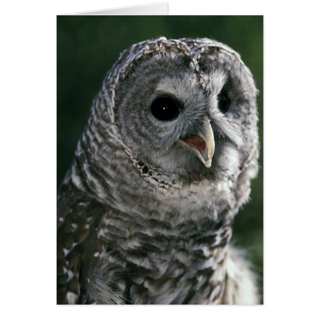 USA, Washington State. Barred Owl (Strix varia) (Front)