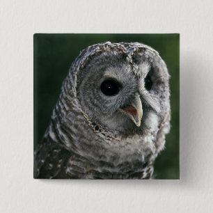 USA, Washington State. Barred Owl (Strix varia) 2 Inch Square Button