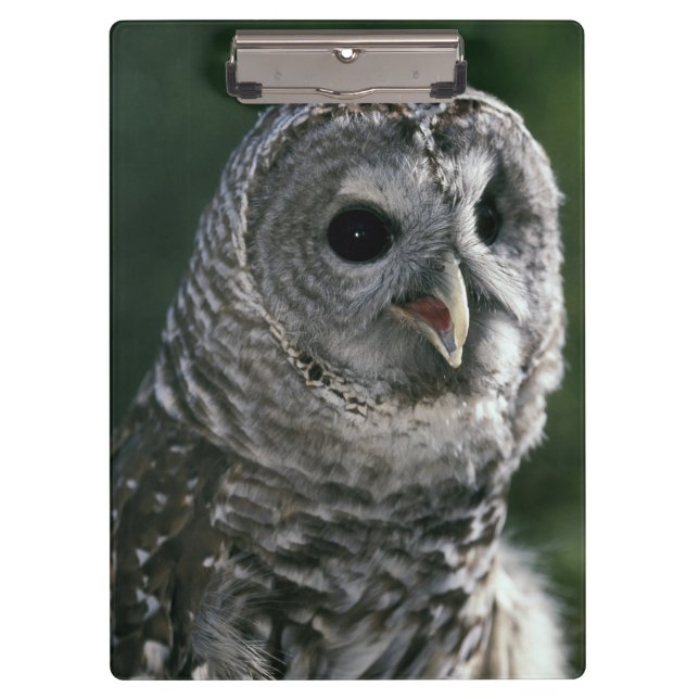 USA, Washington State. Barred Owl (Strix varia) Clipboard (Front)
