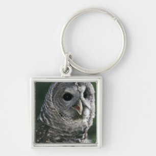 USA, Washington State. Barred Owl (Strix varia) Keychain