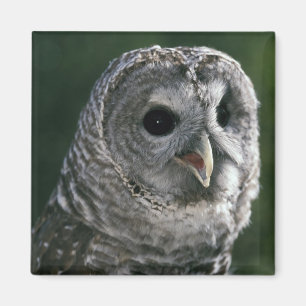 USA, Washington State. Barred Owl (Strix varia) Magnet
