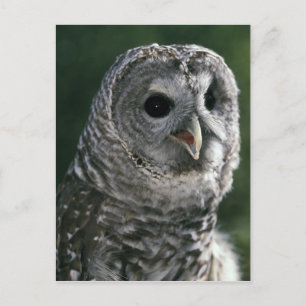 USA, Washington State. Barred Owl (Strix varia) Postcard