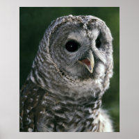 USA, Washington State. Barred Owl (Strix varia)