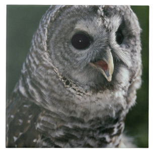 USA, Washington State. Barred Owl (Strix varia) Tile