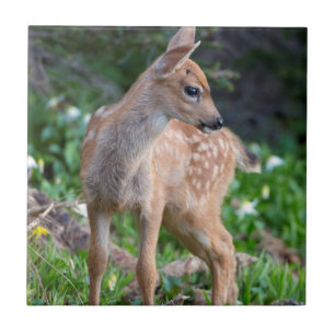 USA, Washington State. Blacktail Deer Fawn Tile