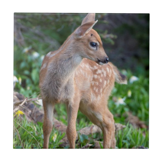 USA, Washington State. Blacktail Deer Fawn Tile (Front)