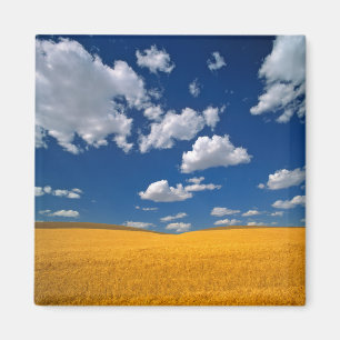 USA, Washington State, Colfax. Ripe barley meets Magnet