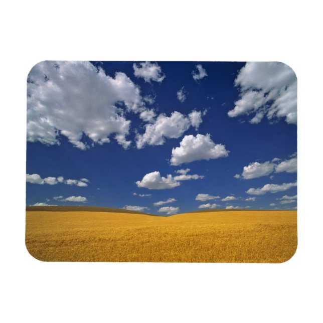 USA, Washington State, Colfax. Ripe barley meets Magnet (Horizontal)