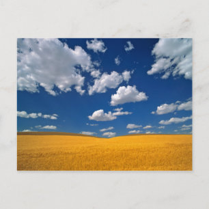 USA, Washington State, Colfax. Ripe barley meets Postcard