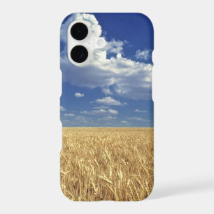 USA, Washington State, Colfax. Ripe wheat