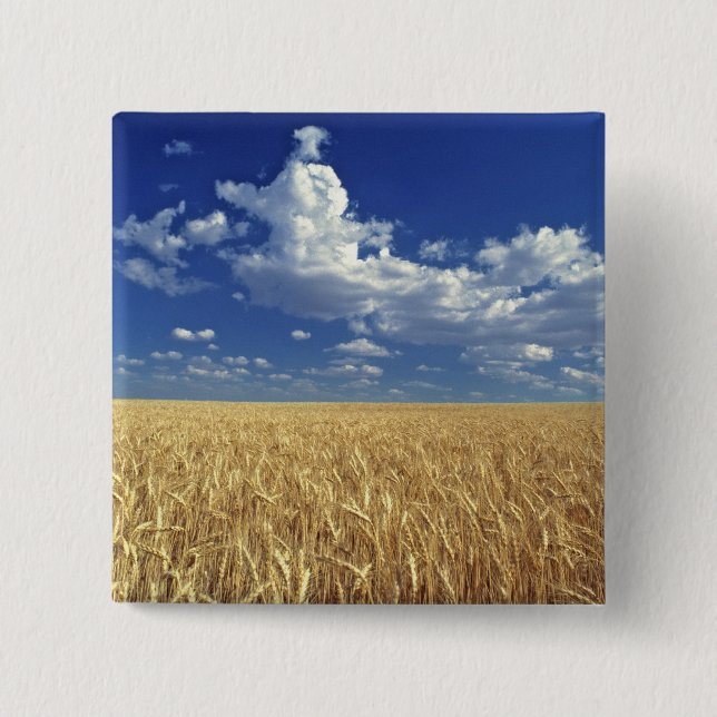 USA, Washington State, Colfax. Ripe wheat 2 Inch Square Button (Front)
