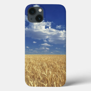 USA, Washington State, Colfax. Ripe wheat iPhone 13 Case
