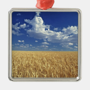 USA, Washington State, Colfax. Ripe wheat Metal Ornament