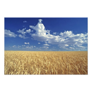 USA, Washington State, Colfax. Ripe wheat Photo Print