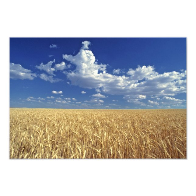 USA, Washington State, Colfax. Ripe wheat Photo Print (Front)
