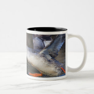 USA, Washington State,Common Two-Tone Coffee Mug