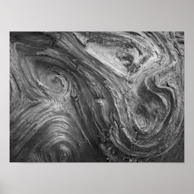 USA, Washington State. Douglass Fir Poster (Front)