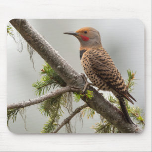 USA, Washington State. Male Northern Flicker 2 Mouse Pad