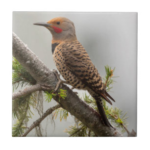 USA, Washington State. Male Northern Flicker 2 Tile