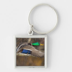 USA, Washington State, Mallard, male, flight. Keychain