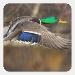 USA, Washington State, Mallard, male, flight. Square Sticker