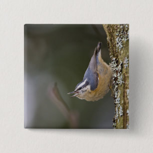 USA, Washington State, Red-brested Nuthatch, 2 Inch Square Button
