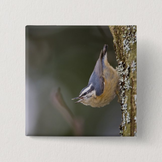 USA, Washington State, Red-brested Nuthatch, 2 Inch Square Button (Front)
