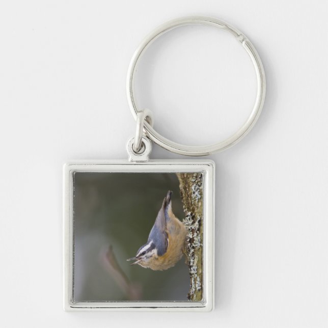USA, Washington State, Red-brested Nuthatch, Keychain (Front)