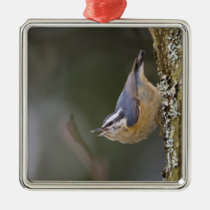USA, Washington State, Red-brested Nuthatch, Metal Ornament